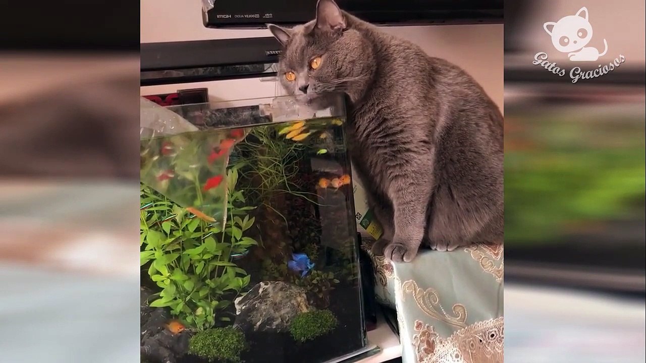 Gatos Graciosos - Videos de Risa de Gatos Chistosos 2022