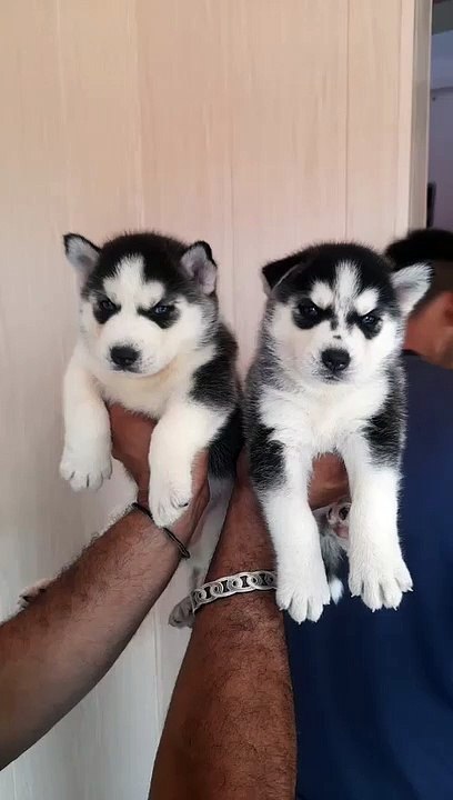 Beautiful Husky