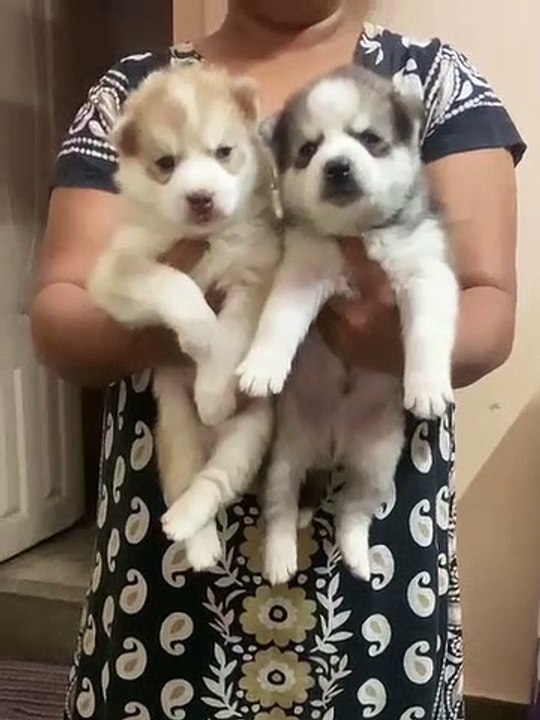 Husky dogs