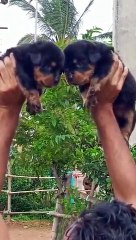 WATCH BEAUTIFUL PUPIES