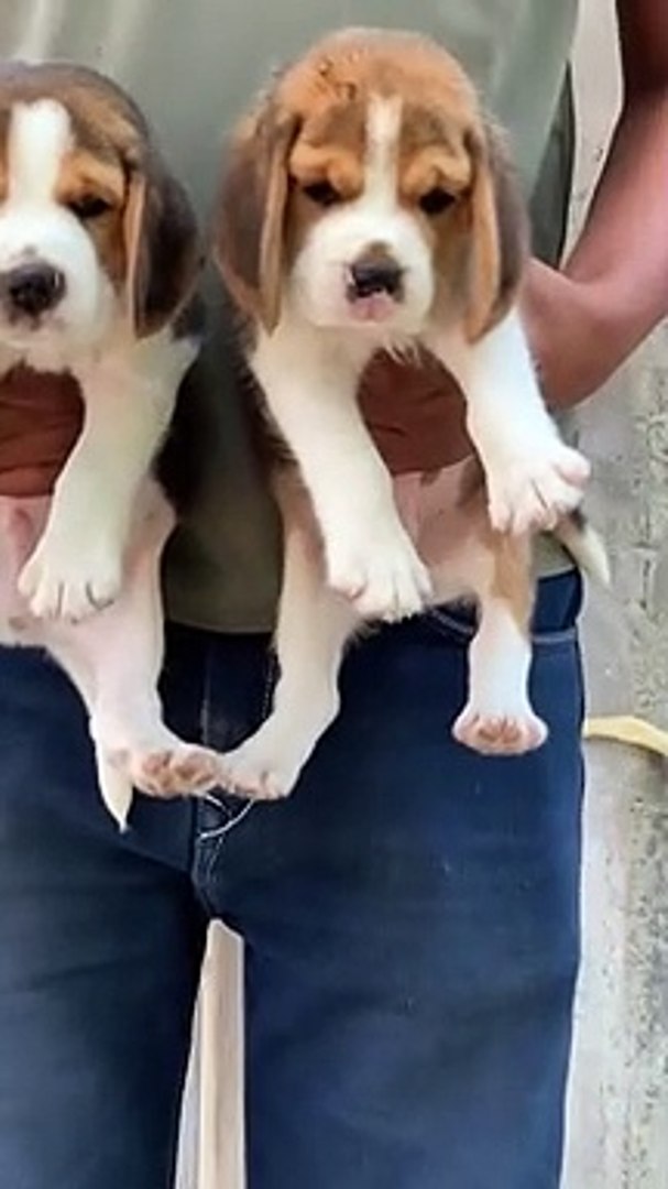 ⁣watch these beautiful dogs