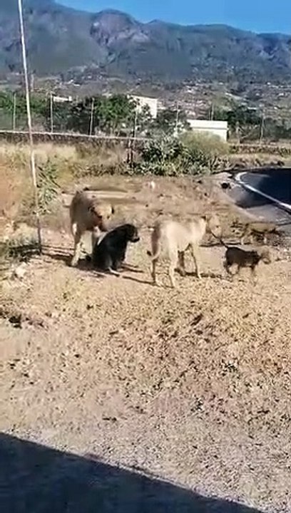 Manada de perros en Arafo