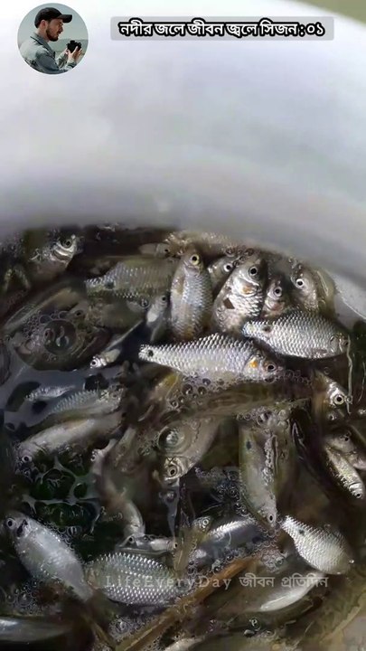 Padma River puti fish