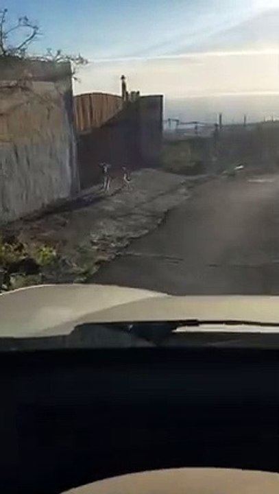 Manada de perros en Arafo