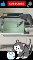 Funny cat #shorts #viral #funny #trending #pets