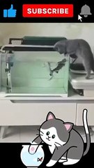 Funny cat #shorts #viral #funny #trending #pets
