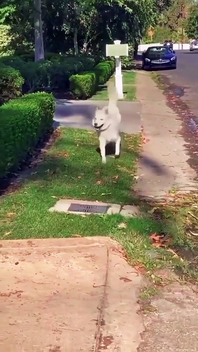 cats and dogs funny videos  cats and dogs funny videos try not to laugh  cats and dogs n  cats and dogs funny videos fighting  cats and dogs funny videos reels cats and dogs funny videos 2021  cats and d