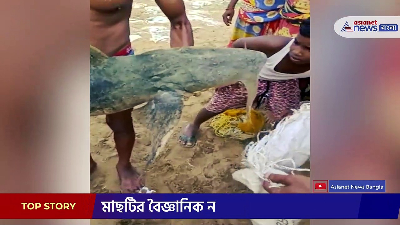 জেলের জালে ৩০ কেজি ওজনের বড় দাঁত ও পাখনাওয়ালা বাঘাইড় মাছ