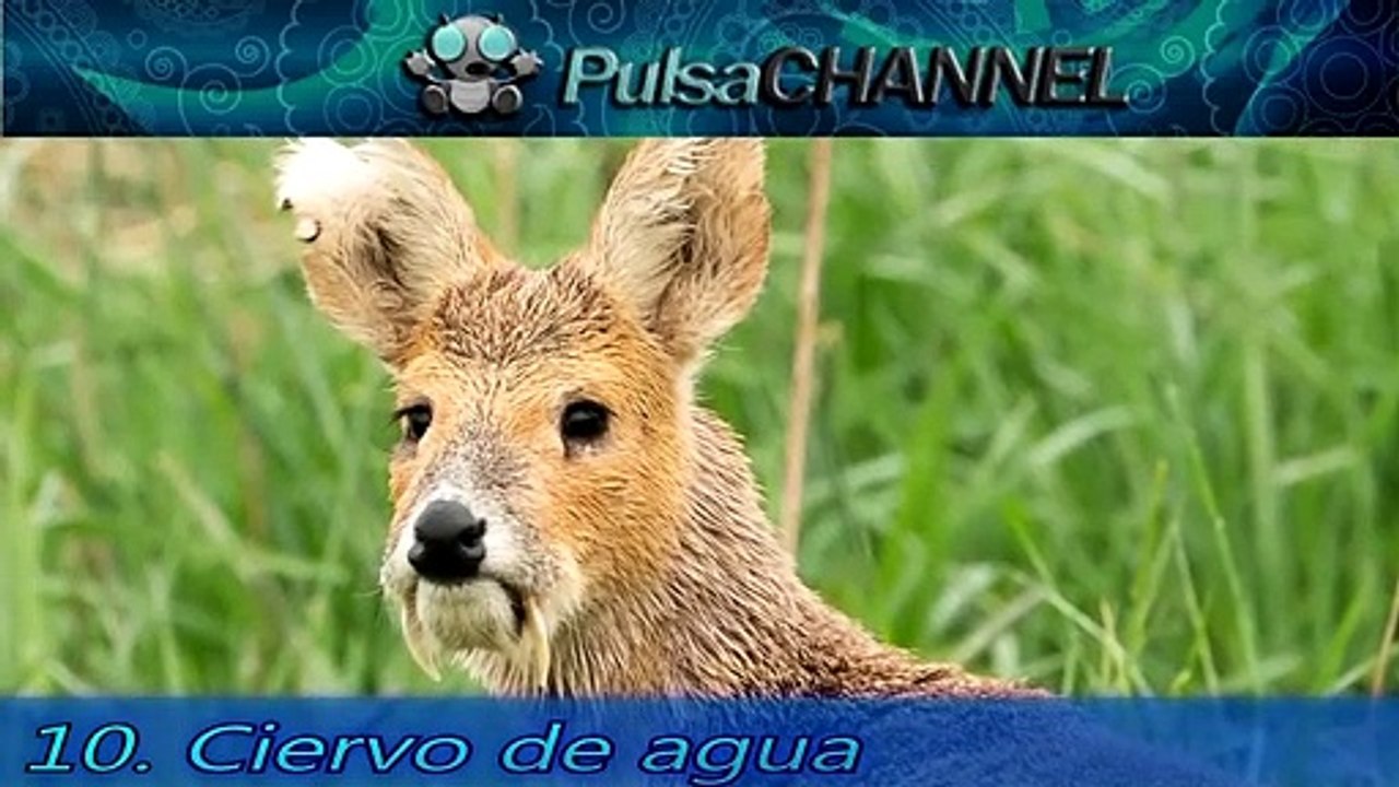 TOP 10 Animales que no Creerías 5º Parte