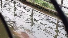 Hippopotamus at zoo, Kathmandu, Nepal 2022