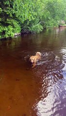 Golden Retriever Dives for Rock