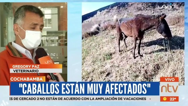 Caballos sufrieron quemaduras en incendio en Colomi