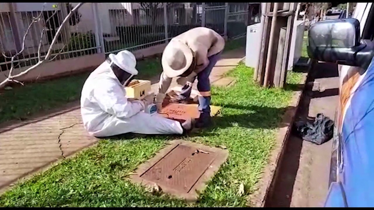 Defesa Civil remove enxame de abelhas de hidrante na Rua Fortaleza