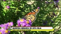 Mariposa Monarca entra en la lista de especies bajo amenaza de extinción