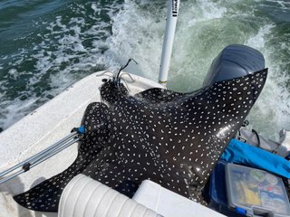 400-Pound Ray Launches Itself Into Family's Fishing Boat in Alabama
