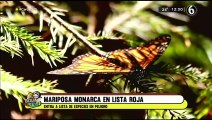 Mariposa Monarca entra en la lista de especies bajo amenaza de extinción
