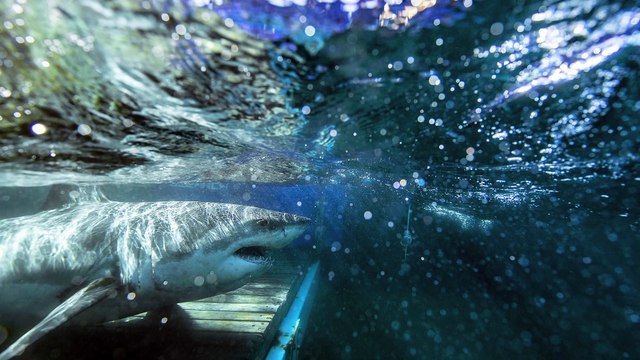 22 juillet Topo LPM Requins IDLM