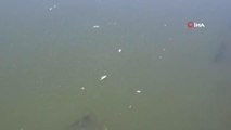 Çekya'da onlarca ton balık telef oldu