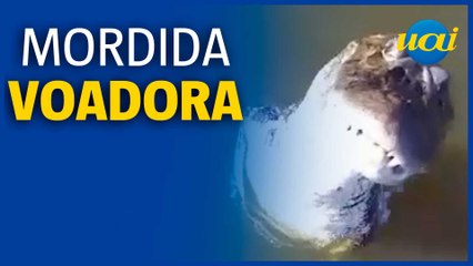 Jacaré salta de rio e abocanha drone de R$ 7 mil