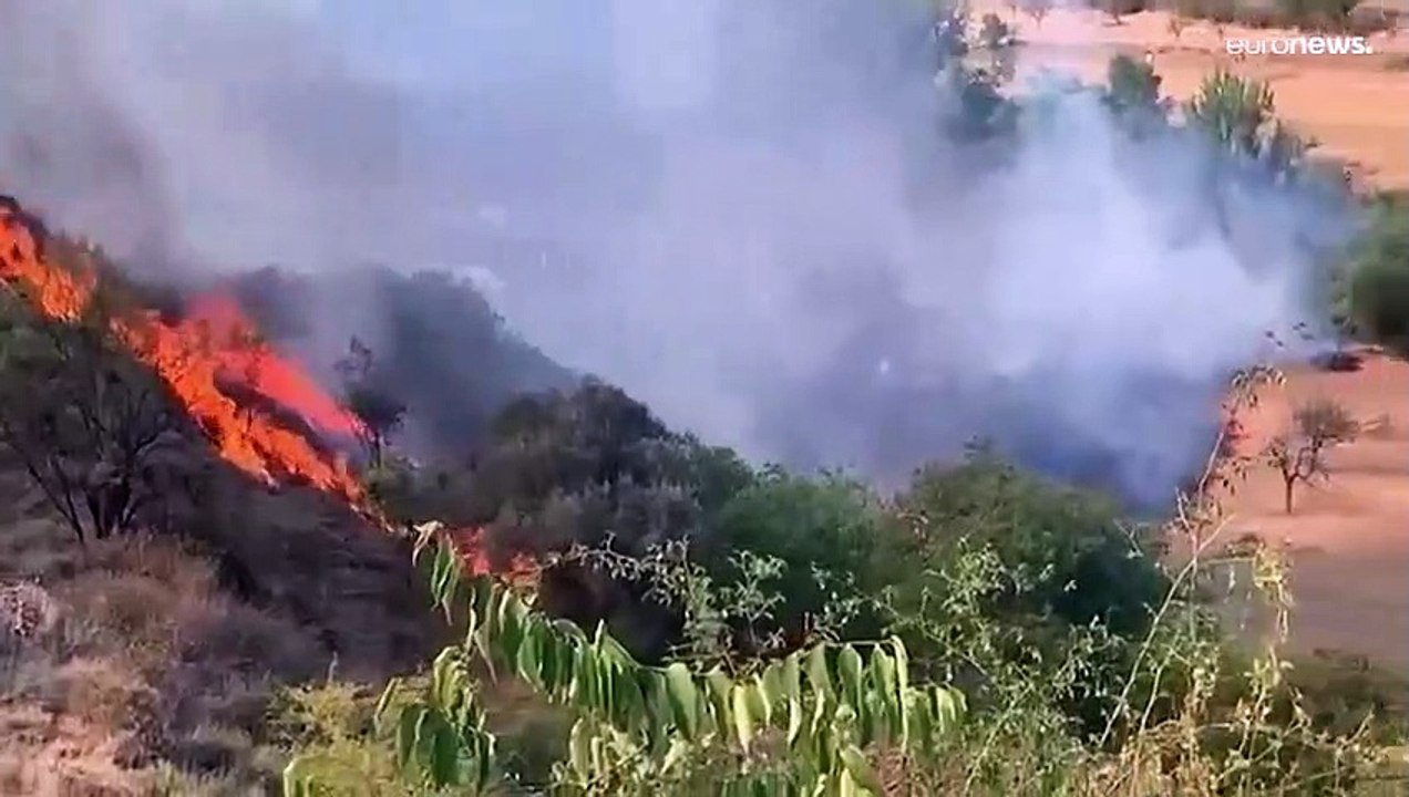 Des forêts délaissées accentuent l'intensité des incendies en Espagne et au Portugal