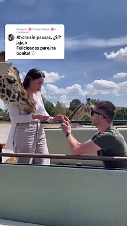 Le propusieron matrimonio en un safari y una jirafa hizo lo inesperado