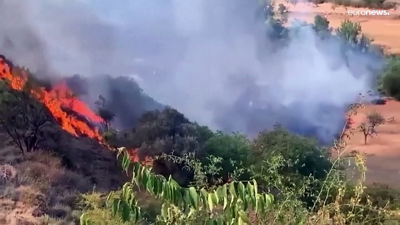 Warum brennen die Wälder und was können wir dagegen tun?