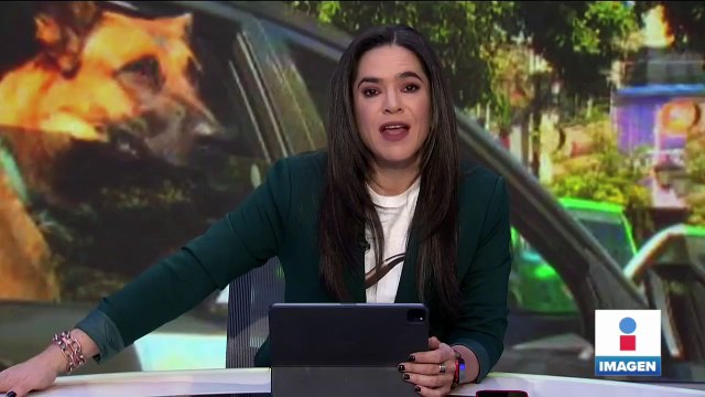 Felinos de Black Jaguar-White Tiger serán llevados a zoológicos