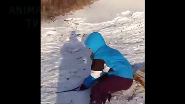 Ne peut pas arrêter de rire à Funny chiens neige échoue Compilation
