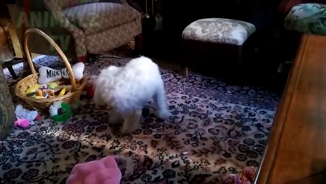 Chiens drôles à la poursuite de leurs queues - Funny Animals Compilation