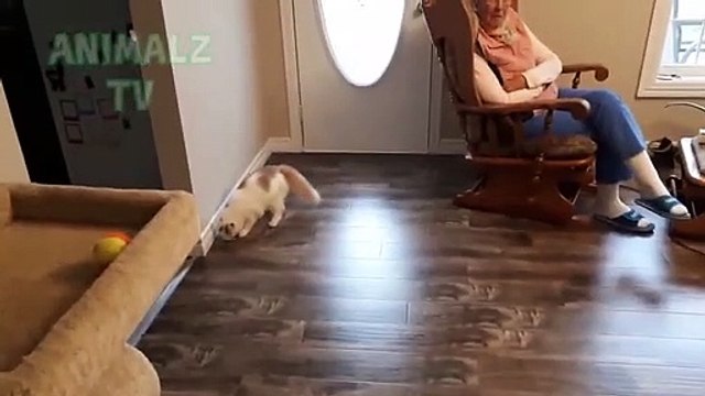 Chiens drôles agissant comme des chiens - Compilation des animaux drôles