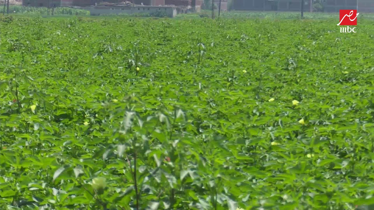 بعد نجاح منظومة تسويق القطن.. (الحكاية) يتابع إقبال الفلاحين على زراعة القطن بالشرقية