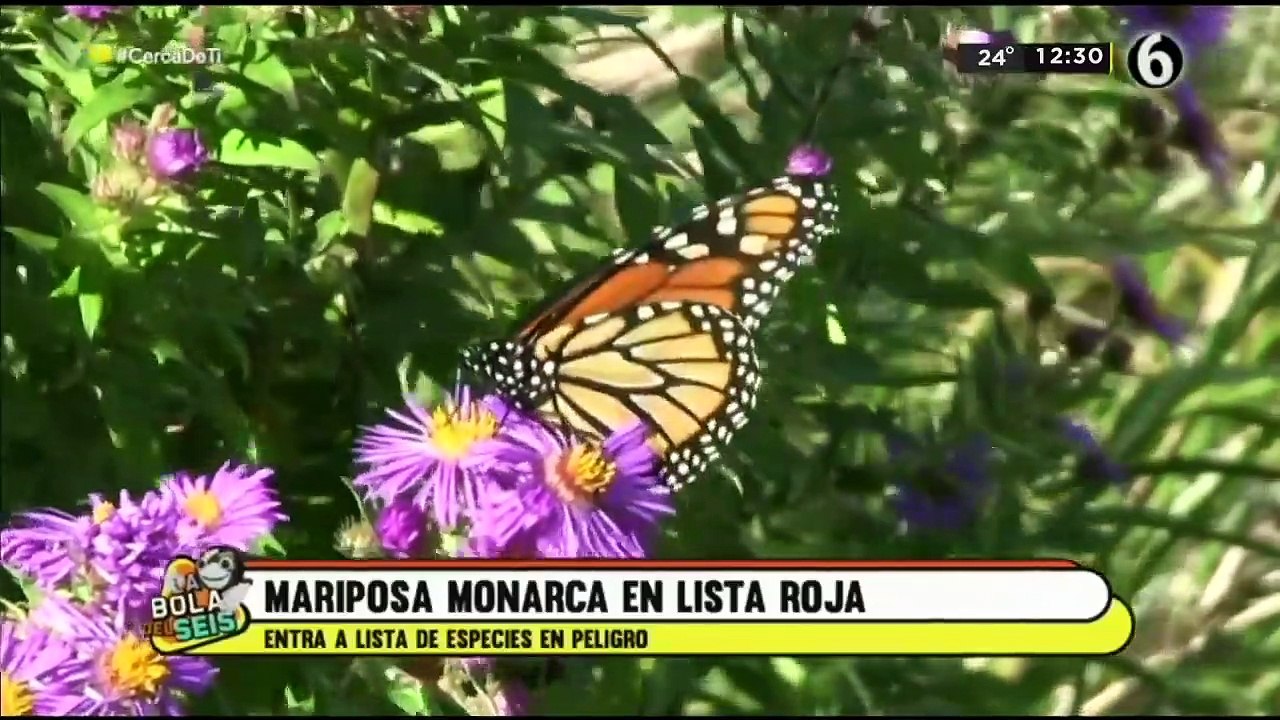 Mariposa Monarca entra en la lista de especies bajo amenaza de extinción