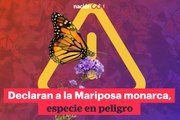 Declaran a la Mariposa monarca, especie en peligro