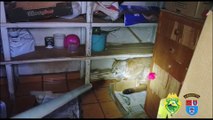 Veja momento em que onça parda é resgatada de dentro de residência no Paraná