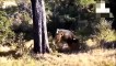 Buffalo fight predators to survive - Wild survival fight Lion, Antelope, Leopard, Crocodile, Tiger
