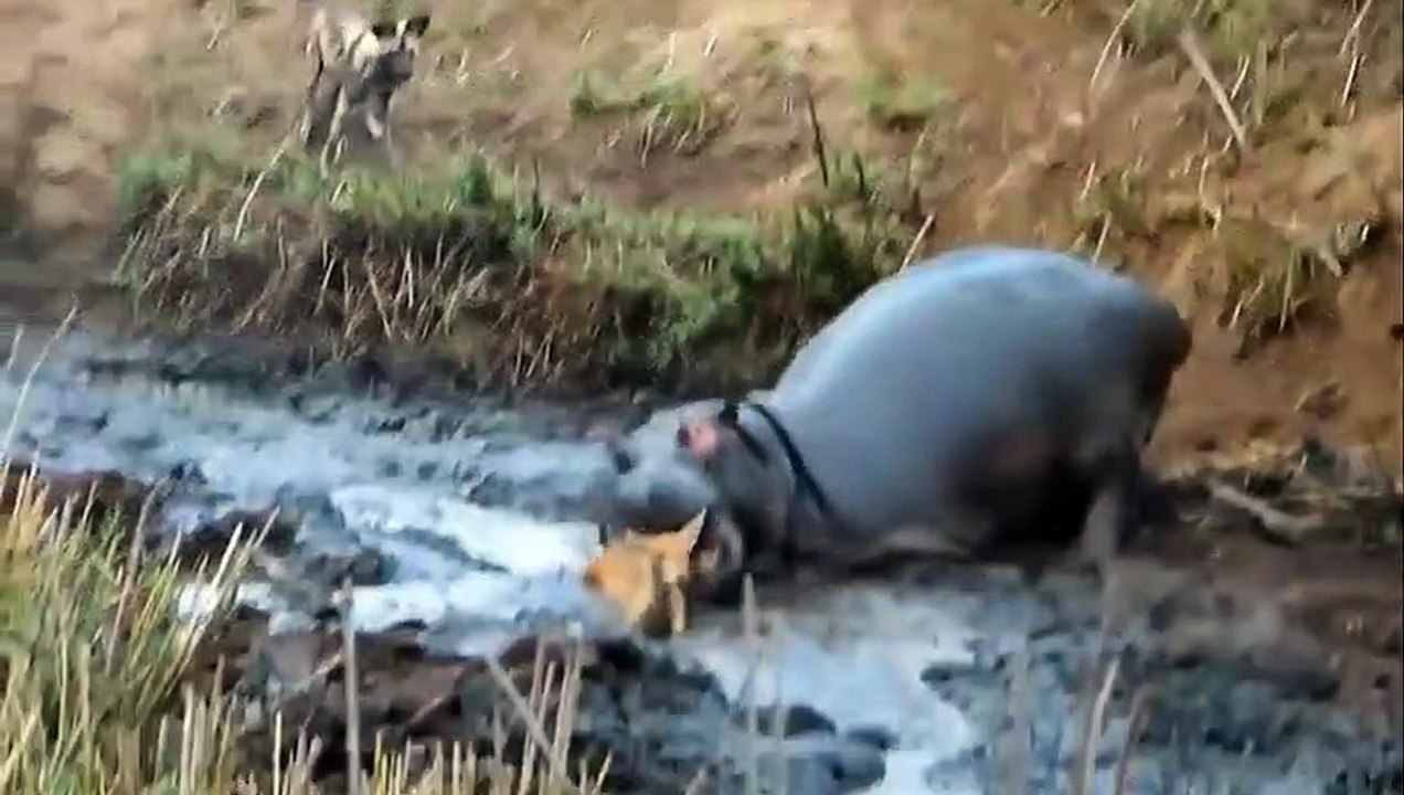 Hippo Counterattack Lion Death! ► Wide Mouth Hippopotamus ► Hippo Vs Lion, Elephant, Rhinoceros ...