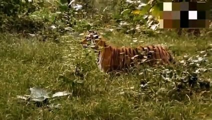 Eagle Hunting Wild Boar ►Survival Of Animals Lion, Elephant, Buffalo, Leopard, Antelope...