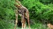 Wildlife Brave Giraffe Kick Five Lion To Save Baby ►Lion Vs Zebra, Wild Dog ►Wild Animal Attack