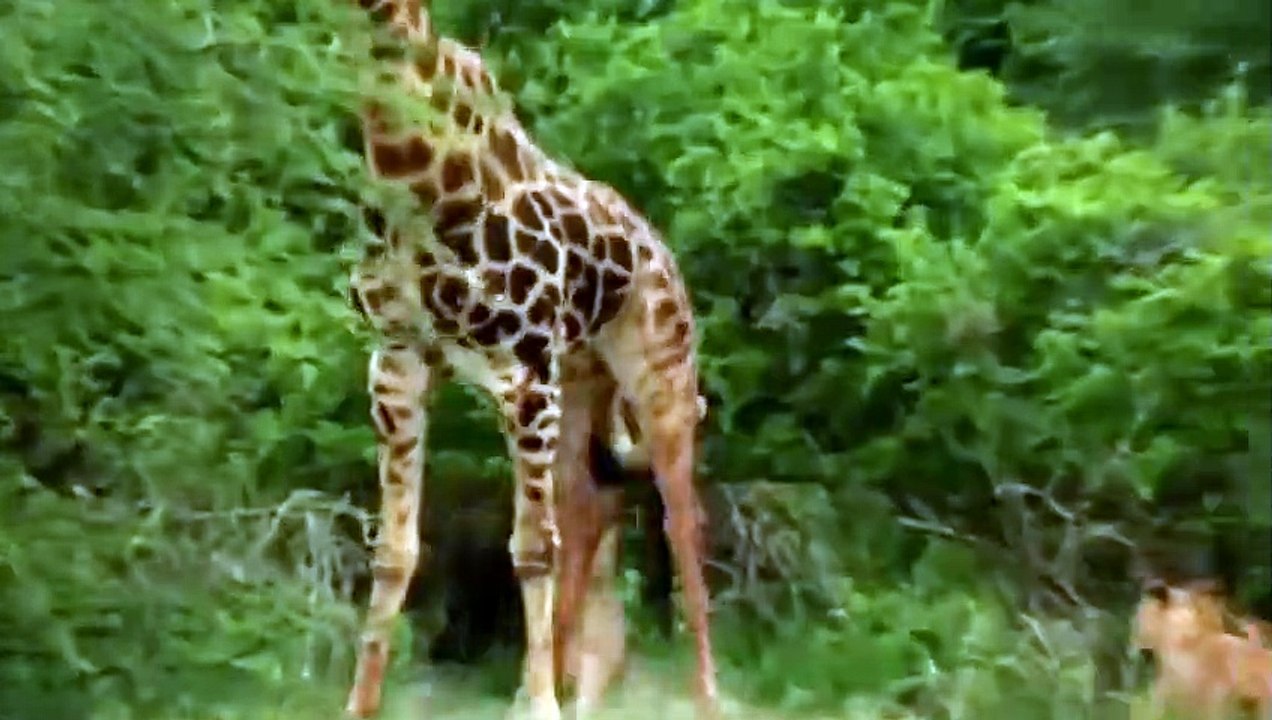 Wildlife Brave Giraffe Kick Five Lion To Save Baby ►Lion Vs Zebra, Wild Dog ►Wild Animal Attack