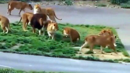 Tiger Hunts Antelope! King Of Swamps Determined To Catch Lions and Tigers for food ► War Animals