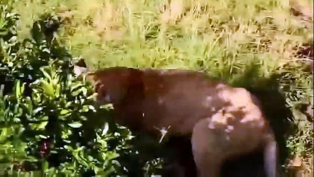 Carnivores Become Prey Lions Vs Pigs, Buffaloes ► Elephants Take Down Lions, Elephants Vs Rhinos