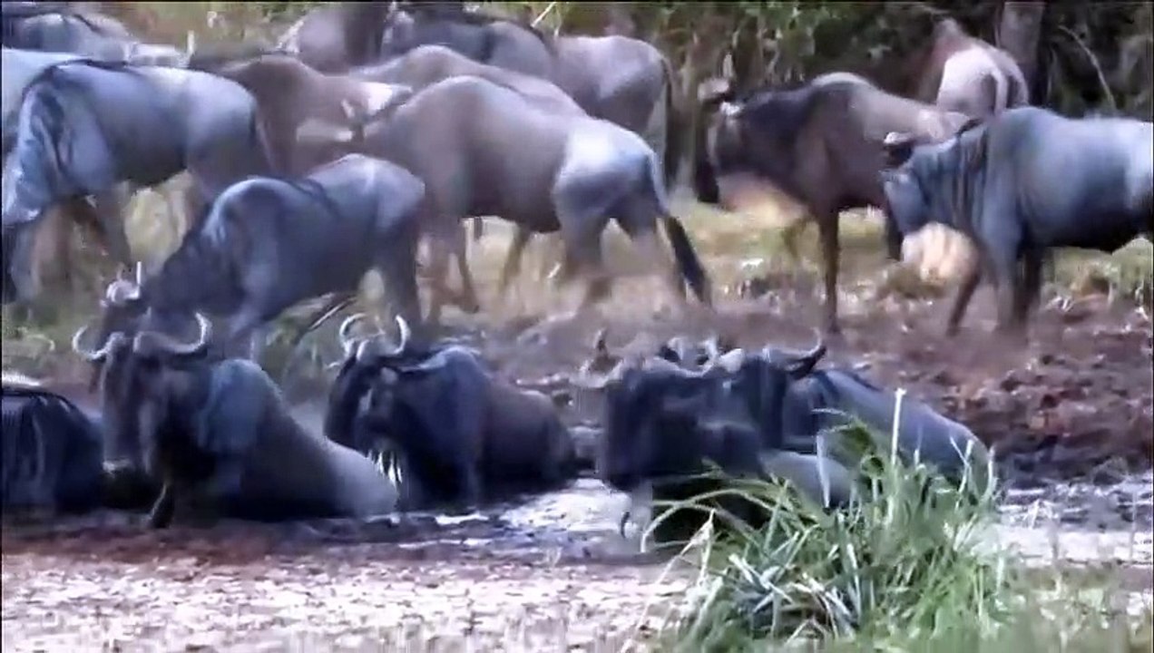 OMG! Ferocious Mother Wildebeest Fights Madly A...