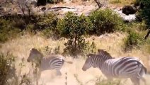 Top 5 Wilderness Battles Antelope vs Jaguar, Lion vs Zebra, Buffalo, Wildebeest, Elephant Vs Hyenas