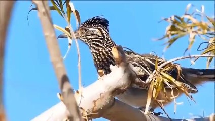 OMG! The Mighty Eagle Fights For Survival With One Of The Most Venomous Cobra Species