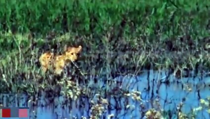 Lion vs Buffalo Battle Is Not Never ► Buffalo Too Angry Destroy The Strongest Lion In African