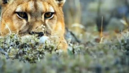 The Great War Between Buffalo Vs Lion Has Not Ended ► The Lion King Ran Away From Grizzly