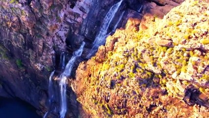 Salterwater crocodiles populations on the rise as they thrive in the Top End