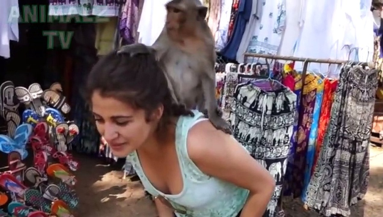 Les MONDES drôles font toujours de nous rire - Epic Funny Monkeys Stealing Compilation