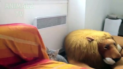 Vous aurez des larmes dans vos yeux de rire - La compilation FUNNIEST Cats