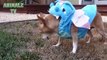 Je parie que vous ne pouvez pas arrêter de rire - Funny DOGS et CATS Halloween Costumes 2017